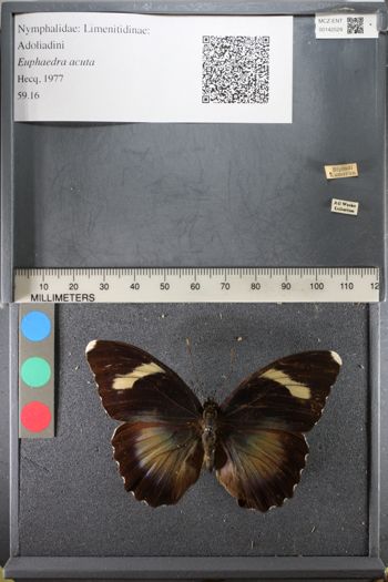 Media type: image;   Entomology 142529